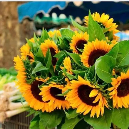 Des Tournesols